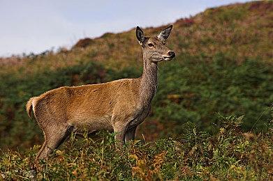 卡普空百万游戏销量更新：《生化2：重制版》近1400万套